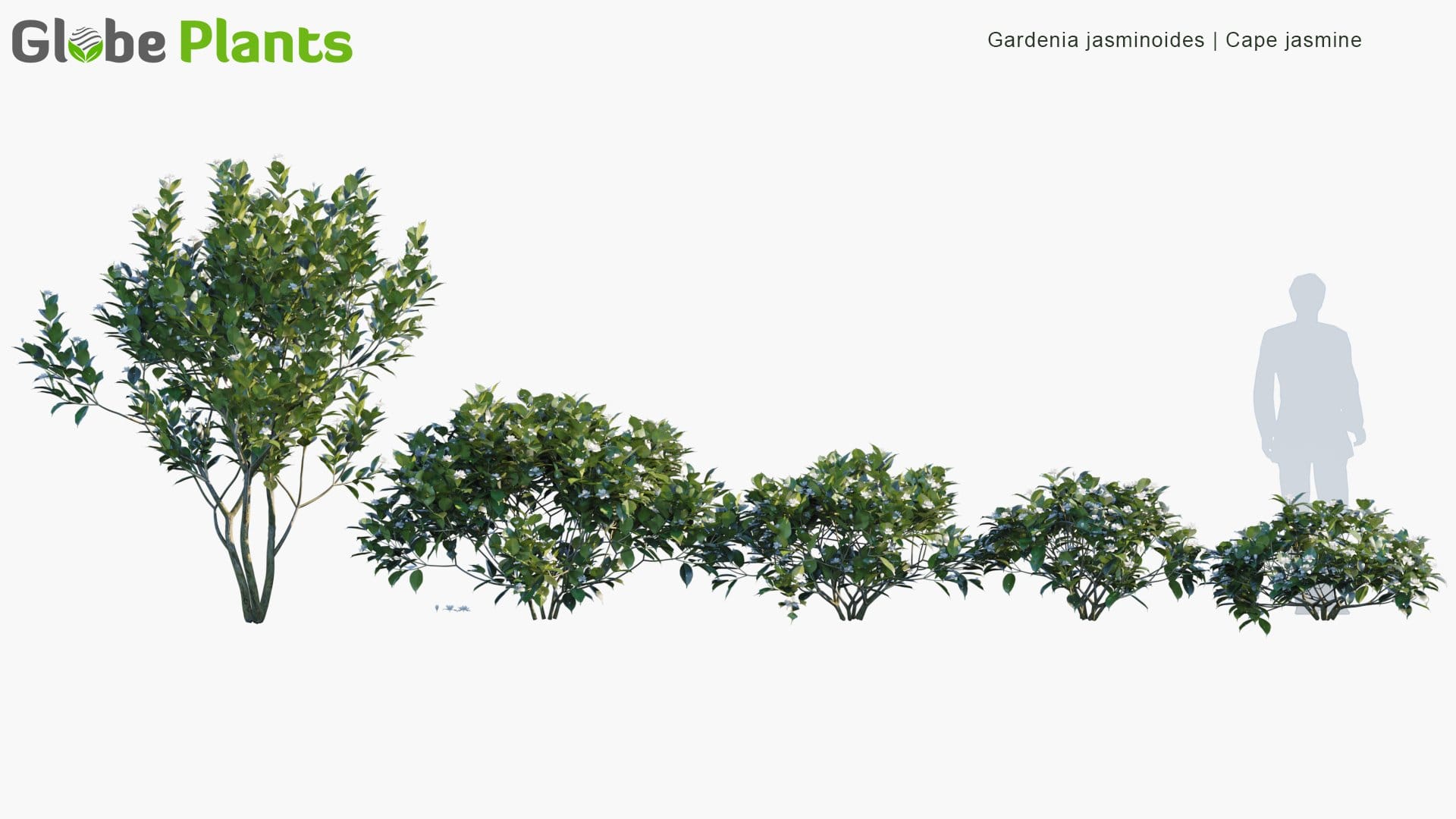 Gardenia Jasminoides - Cape Jasmine (3D Model)