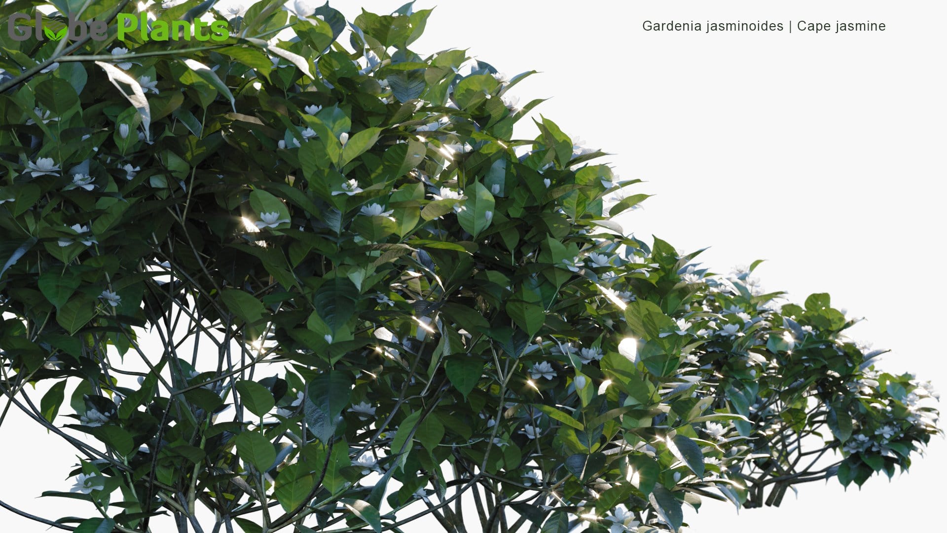 Gardenia Jasminoides - Cape Jasmine (3D Model)