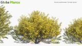 Load image into Gallery viewer, Genista Acanthoclada - Dorniger Ginster Broom (3D Model)