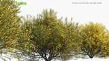 Load image into Gallery viewer, Genista Acanthoclada - Dorniger Ginster Broom (3D Model)