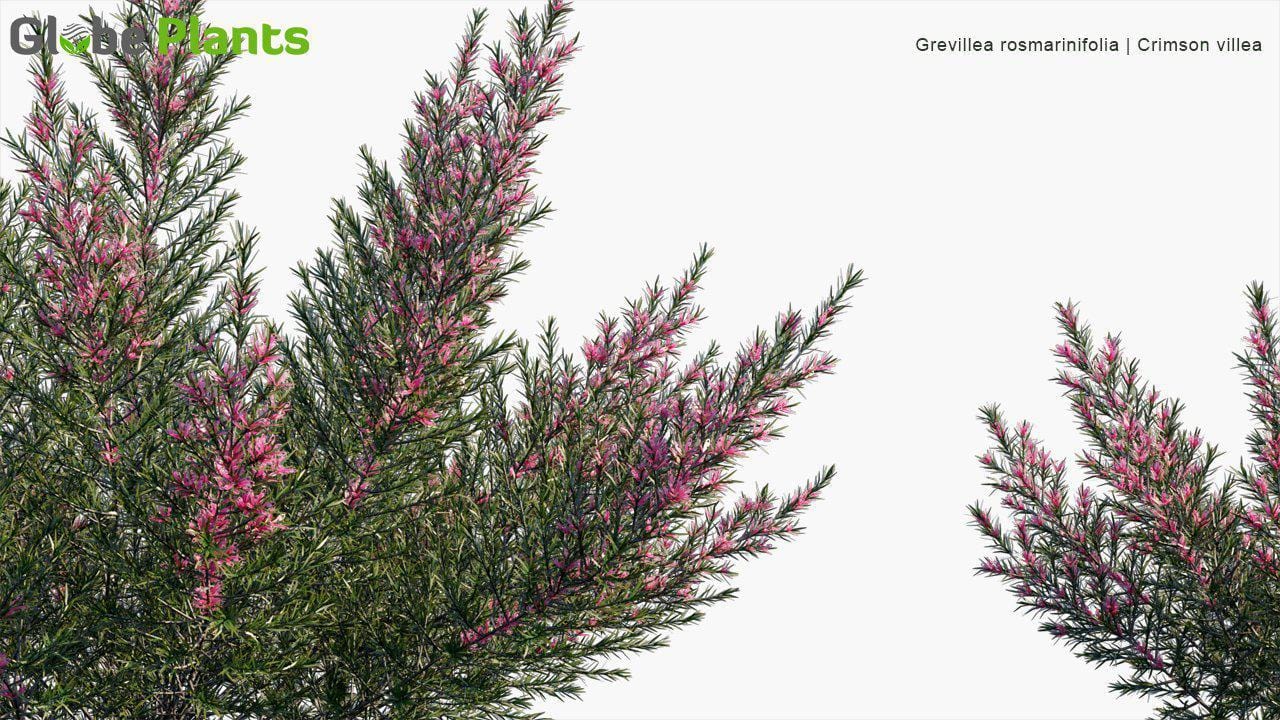 Grevillea Rosmarinifolia - Crimson Villea (3D Model)