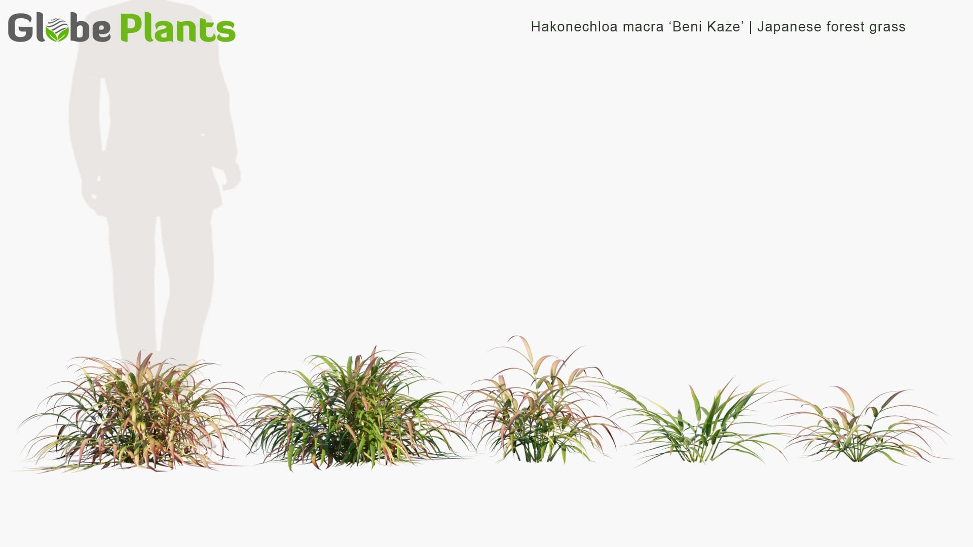 Hakonechloa Macra 'Beni Kaze' - Japanese Forest Grass (3D Model)