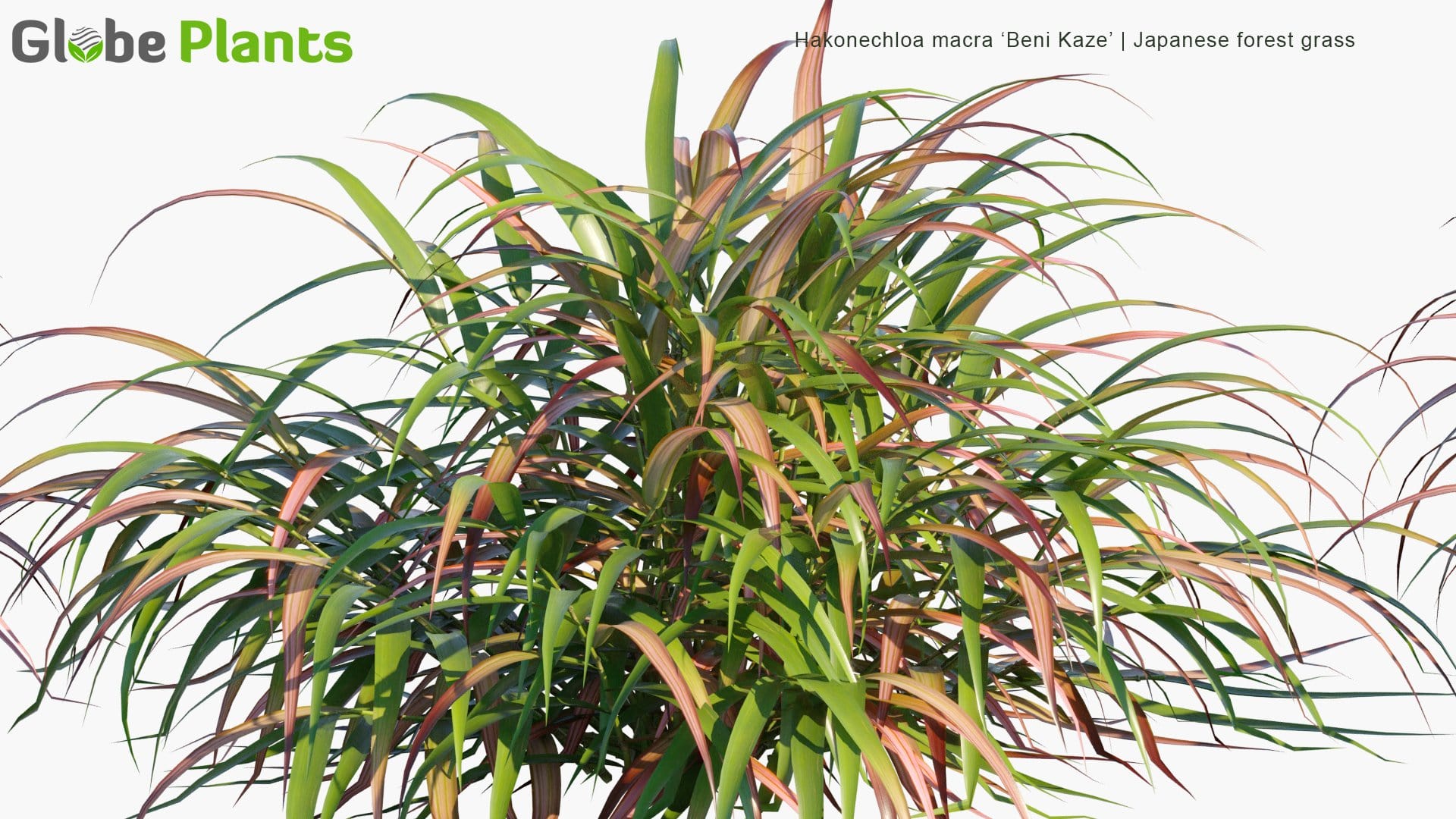 Hakonechloa Macra 'Beni Kaze' - Japanese Forest Grass (3D Model)
