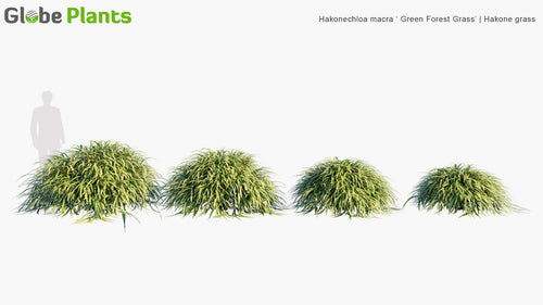 Hakonechloa Macra ‘Green Forest Grass’ 