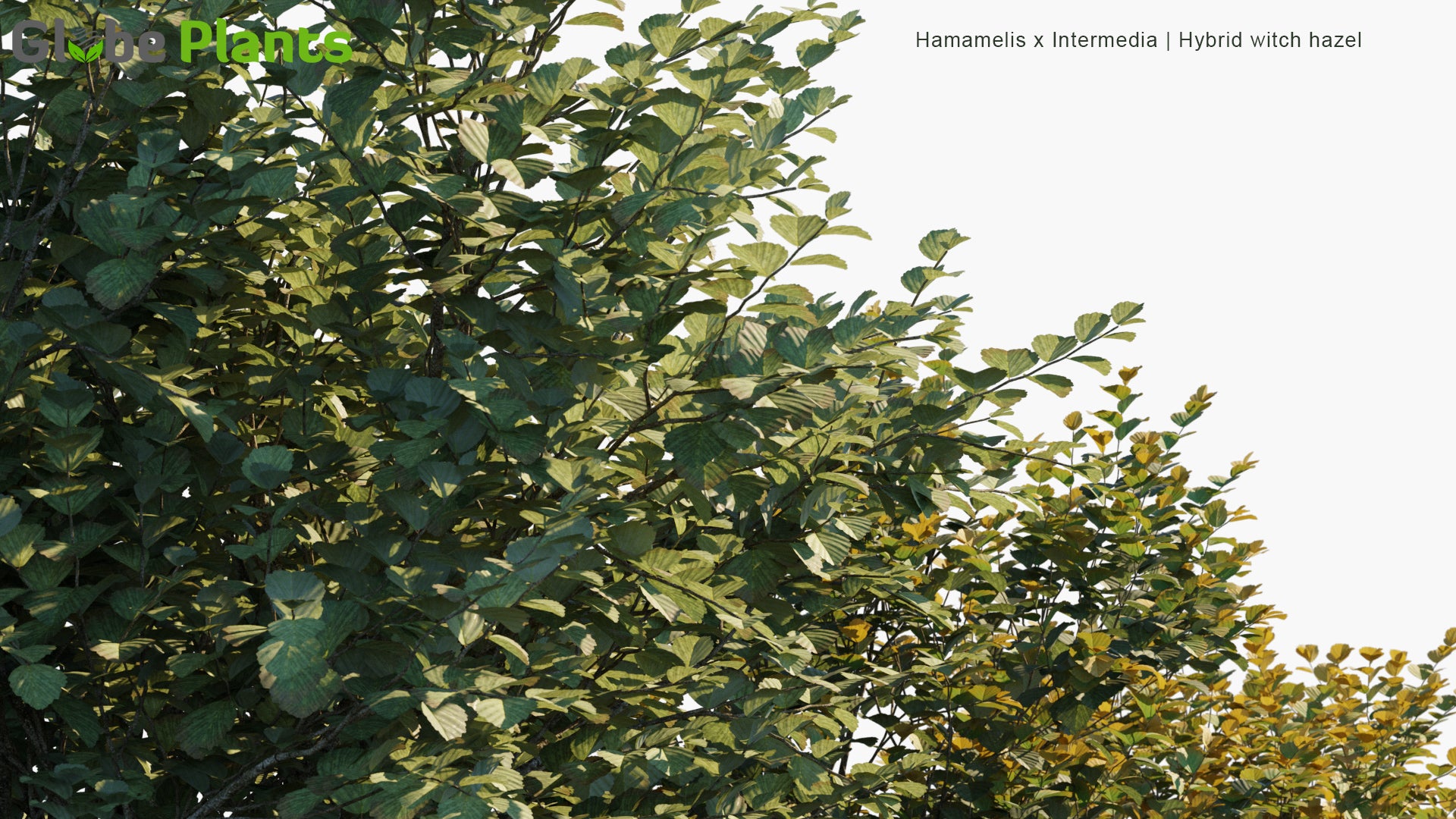 Hamamelis x Intermedia - Hybrid Witch Hazel (3D Model)