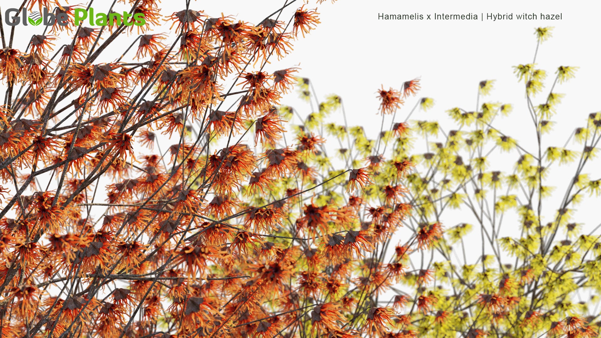 Hamamelis x Intermedia - Hybrid Witch Hazel (3D Model)