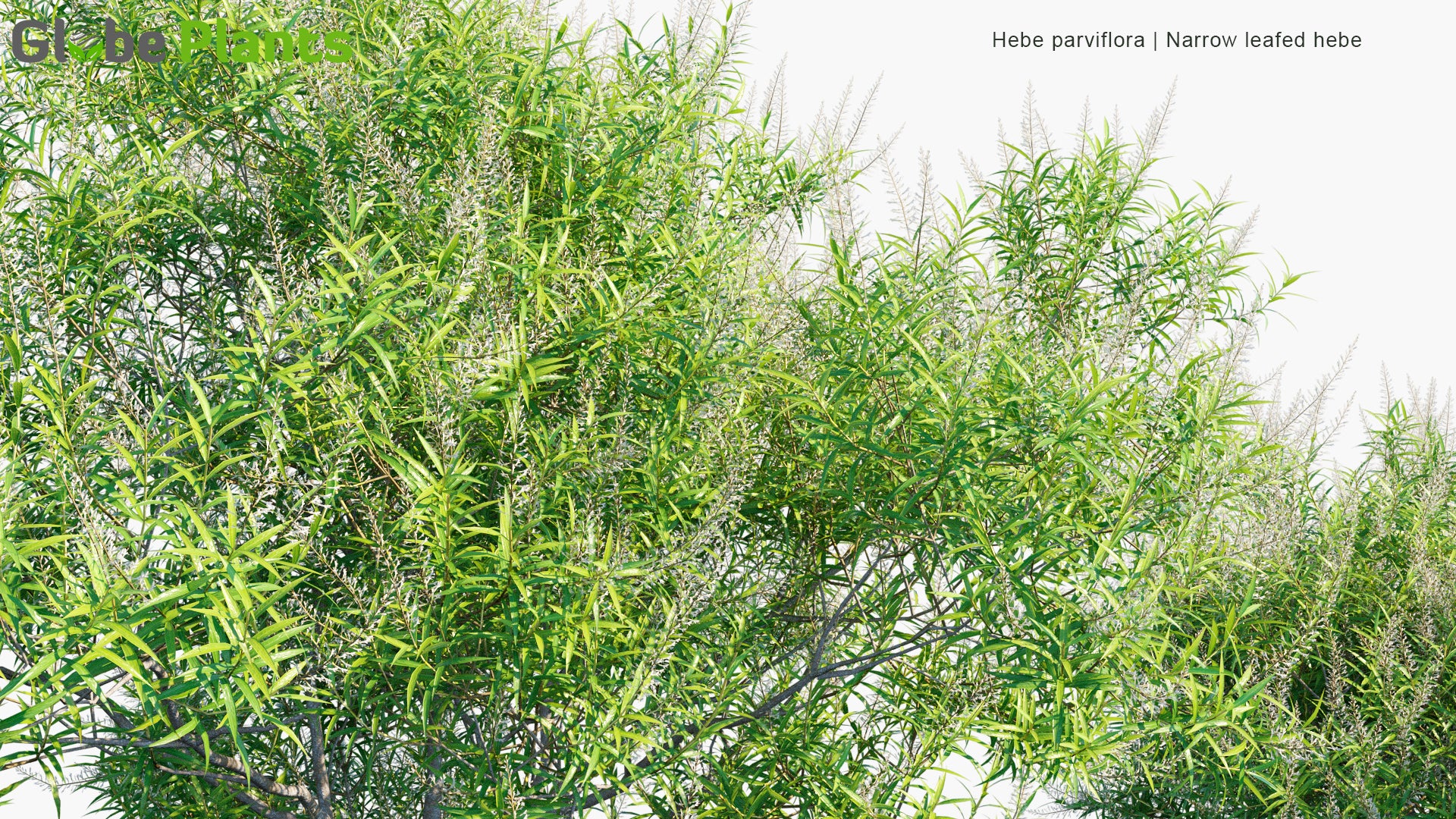 Hebe Parviflora - Narrow Leafed Hebe