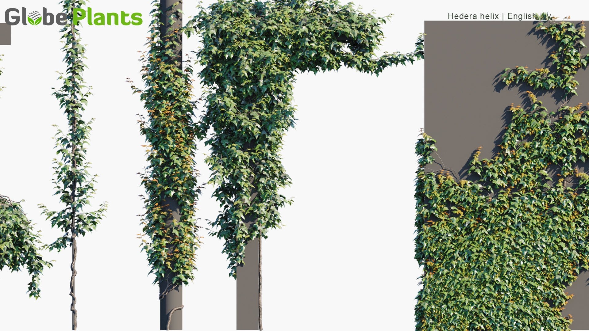 Hedera Helix - English Ivy (3D Model)