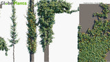 Load image into Gallery viewer, Hedera Helix - English Ivy (3D Model)