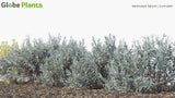 Load image into Gallery viewer, Helichrysum Italicum - Curry Plant (3D Model)