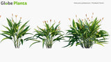 Load image into Gallery viewer, Heliconia Psittacorum - Parakeet Flower (3D Model)