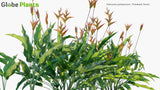 Load image into Gallery viewer, Heliconia Psittacorum - Parakeet Flower (3D Model)