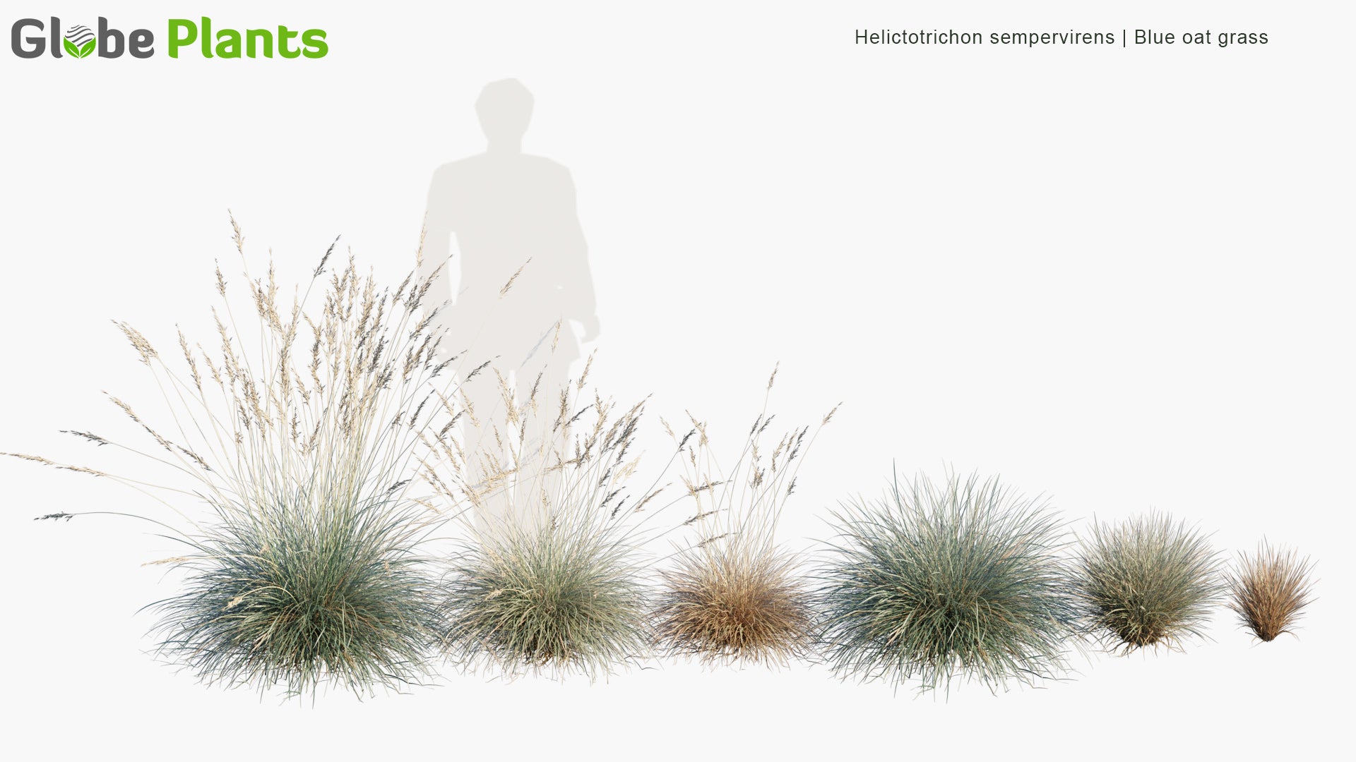 Helictotrichon Sempervirens - Blue Oat Grass (3D Model)