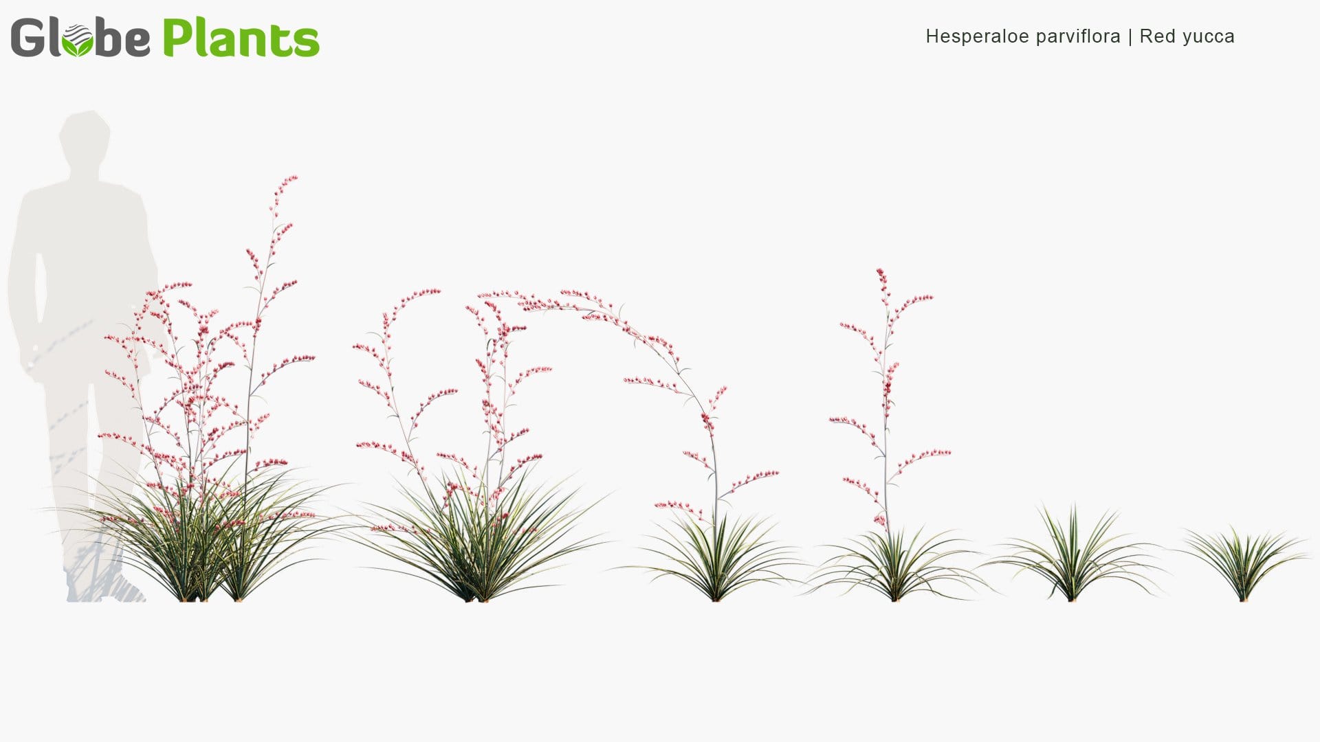 Hesperaloe Parviflora - Red Yucca (3D Model)