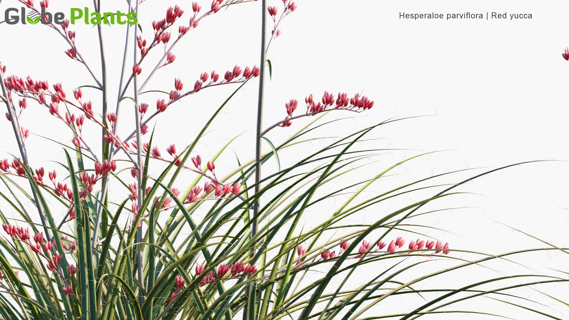 Hesperaloe Parviflora - Red Yucca (3D Model)