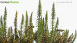 Load image into Gallery viewer, Hippuris Vulgaris - Mare&#39;s-Tail