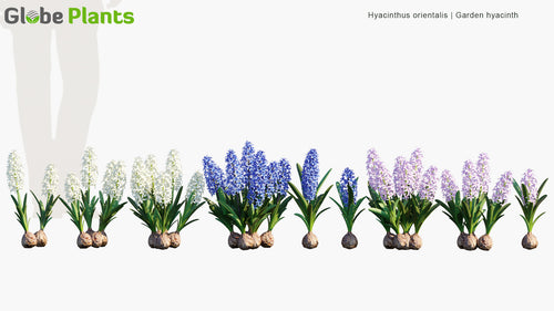 Hyacinthus Orientalis 
