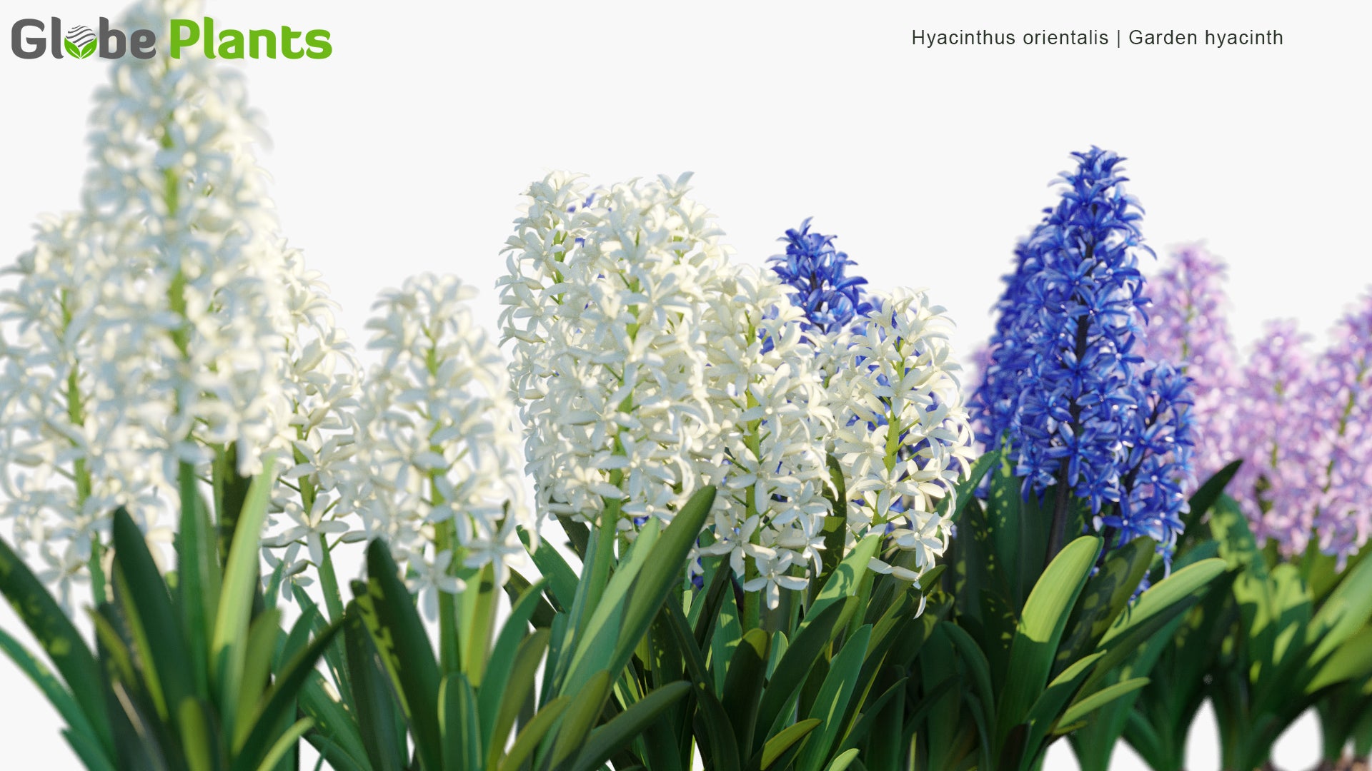 Hyacinthus Orientalis - Garden Hyacinth