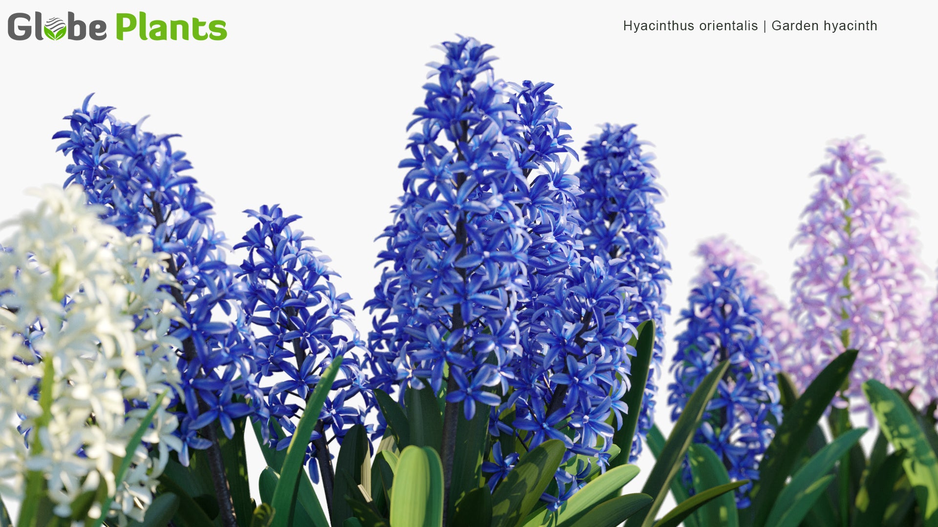 Hyacinthus Orientalis - Garden Hyacinth
