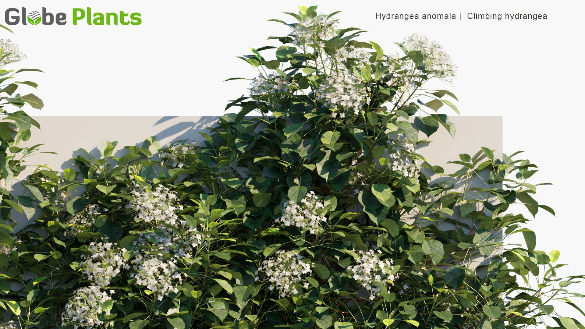 Hydrangea Anomala - Climbing Hydangea (3D Model)