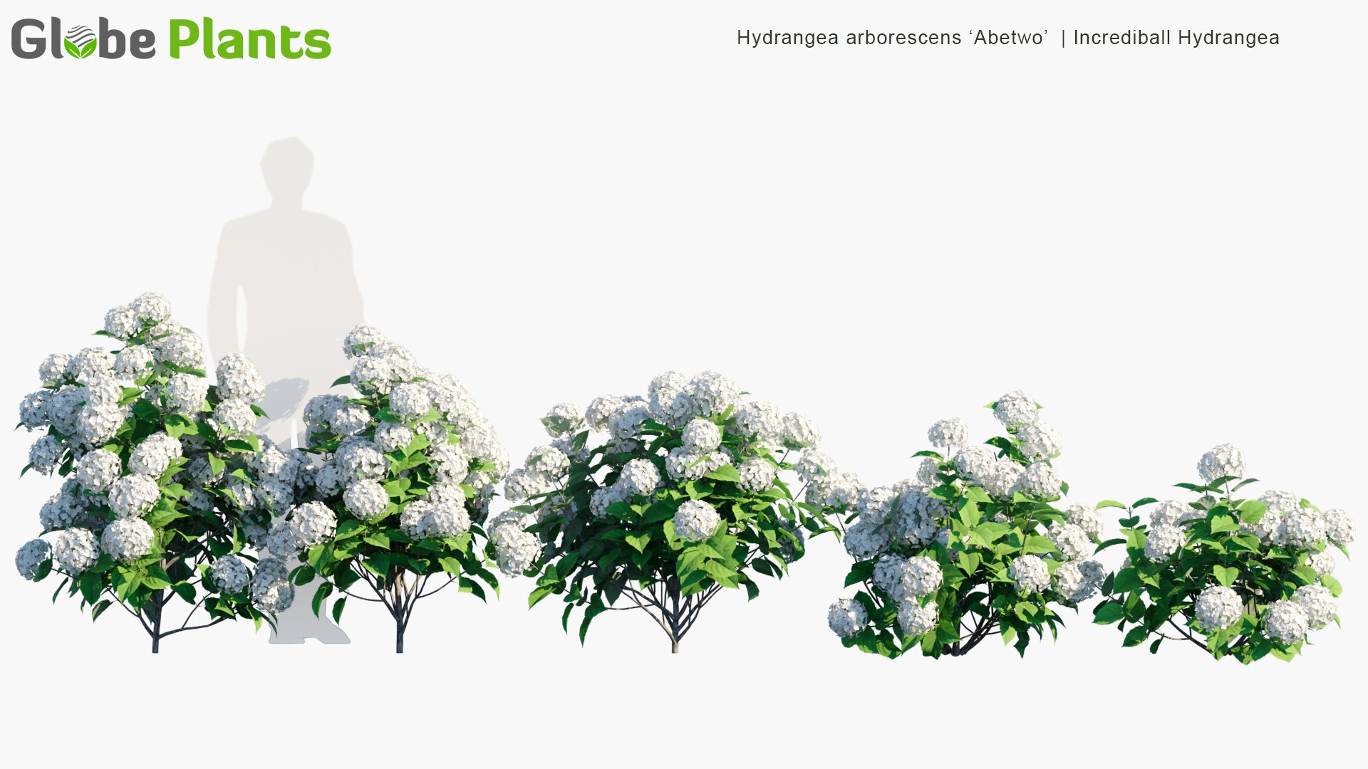 Hydrangea Arborescens 'Abetwo' - Incrediball Hydrangea