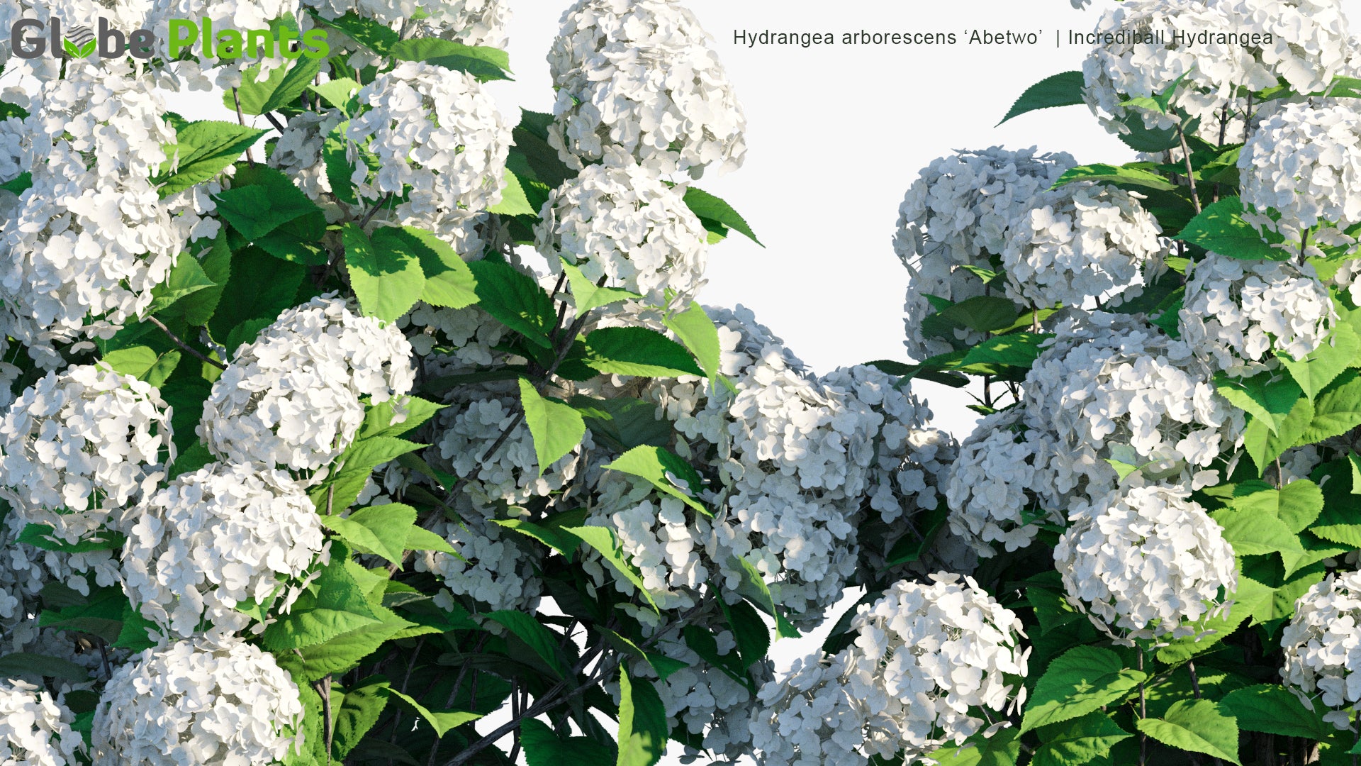 Hydrangea Arborescens 'Abetwo' - Incrediball Hydrangea