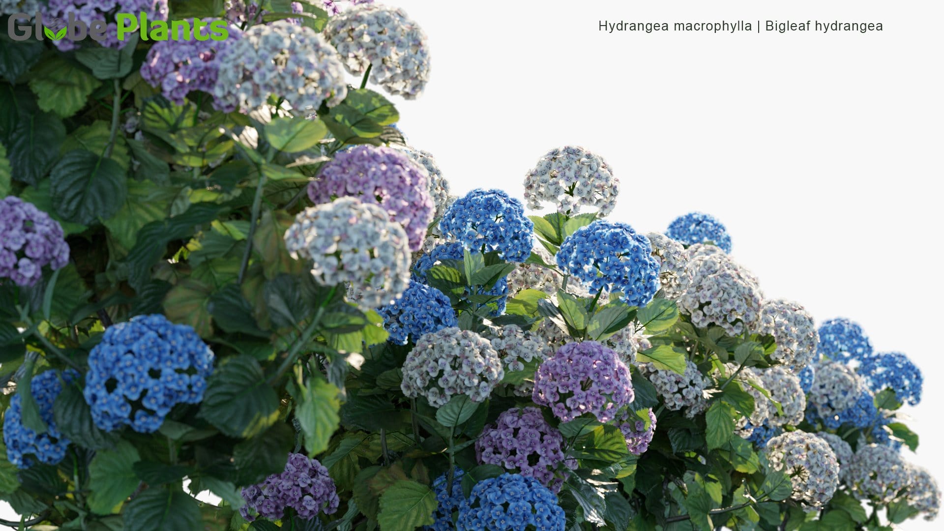Hydrangea Macrophylla - Bigleaf Hydrangea, French Hydrangea, Lacecap Hydrangea, Mophead Hydrangea, Penny Mac, Hortensia (3D Model)