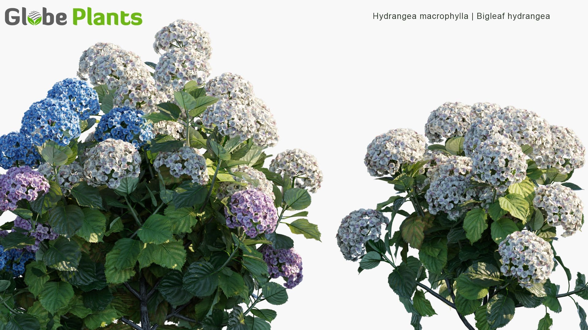 Hydrangea Macrophylla - Bigleaf Hydrangea, French Hydrangea, Lacecap Hydrangea, Mophead Hydrangea, Penny Mac, Hortensia (3D Model)