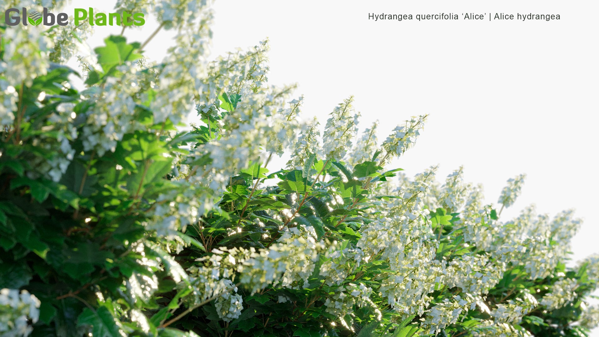 Hydrangea Quercifolia 'Alice' - Alice Hydrangea