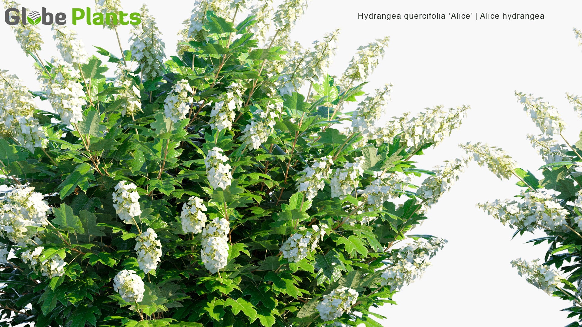 Hydrangea Quercifolia 'Alice' - Alice Hydrangea