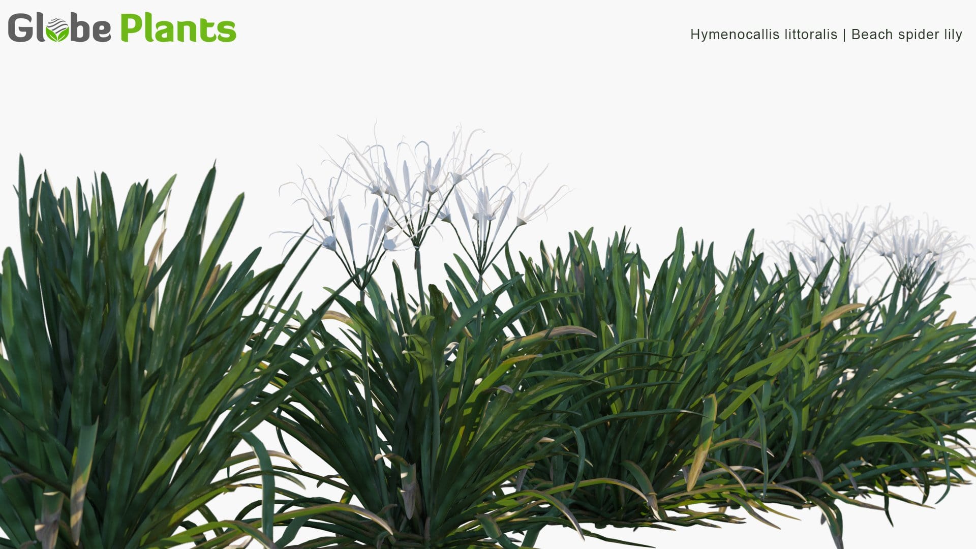 Hymenocallis Littoralis - Beach Spider Lily (3D Model)