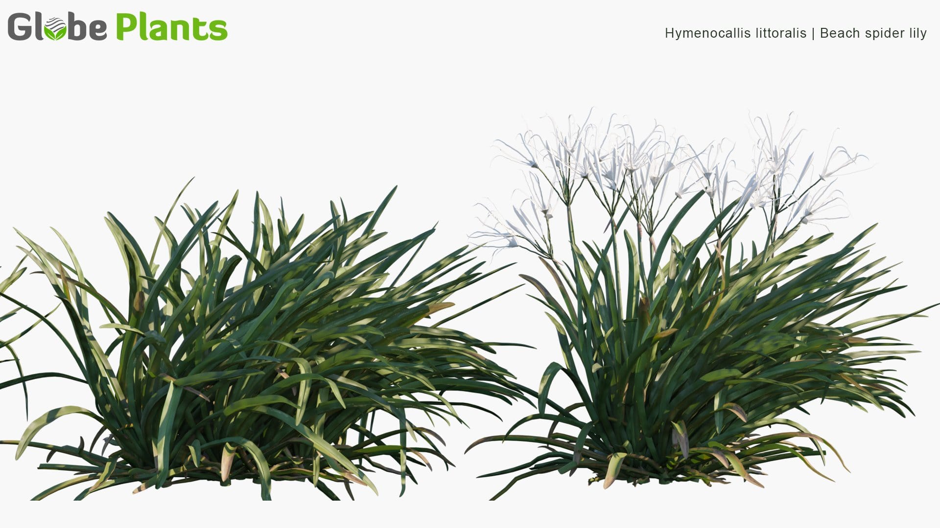 Hymenocallis Littoralis - Beach Spider Lily (3D Model)