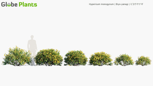 Hypericum Monogynum 