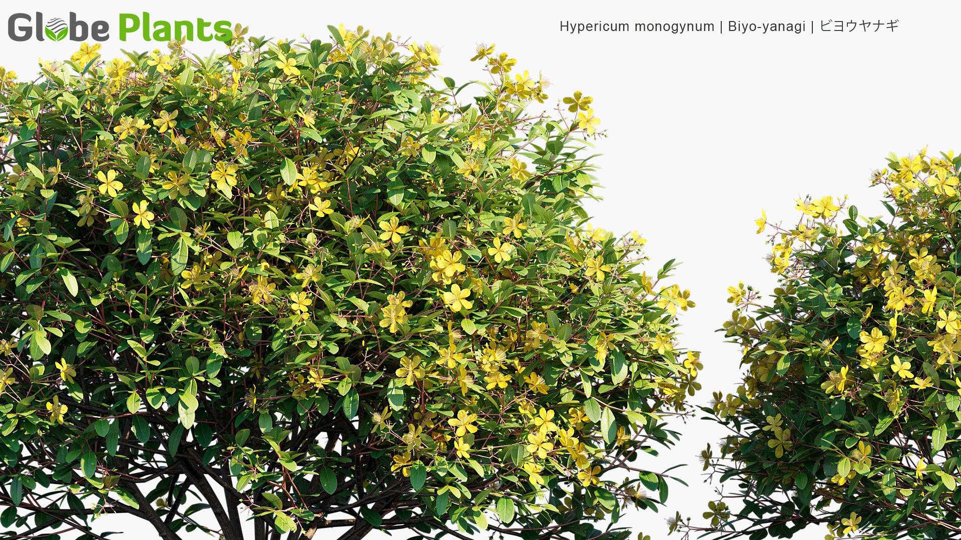 Hypericum Monogynum - Biyo-Yanagi, ビヨウヤナギ
