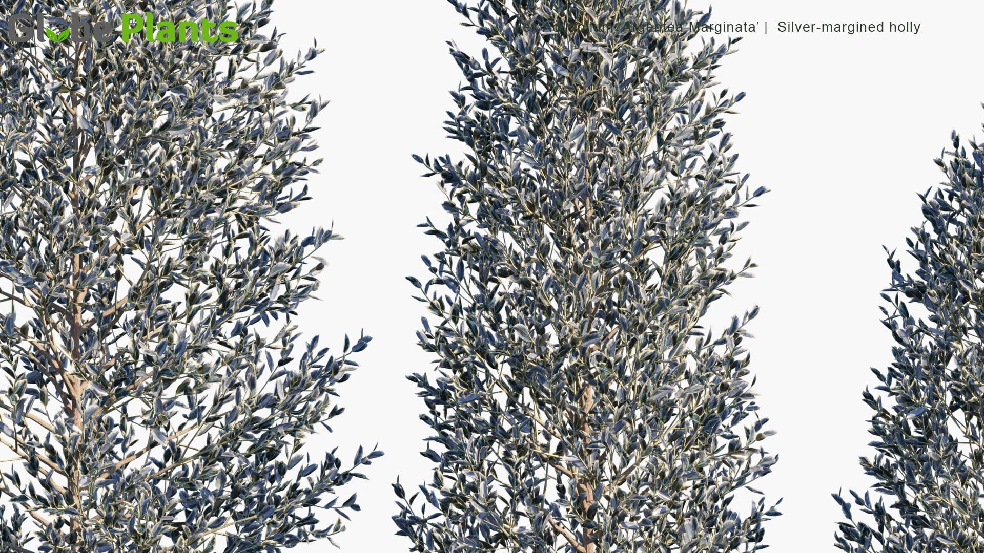 Ilex Aquifolium 'Argentea Marginata' - Silver-Margined Holly (3D Model)