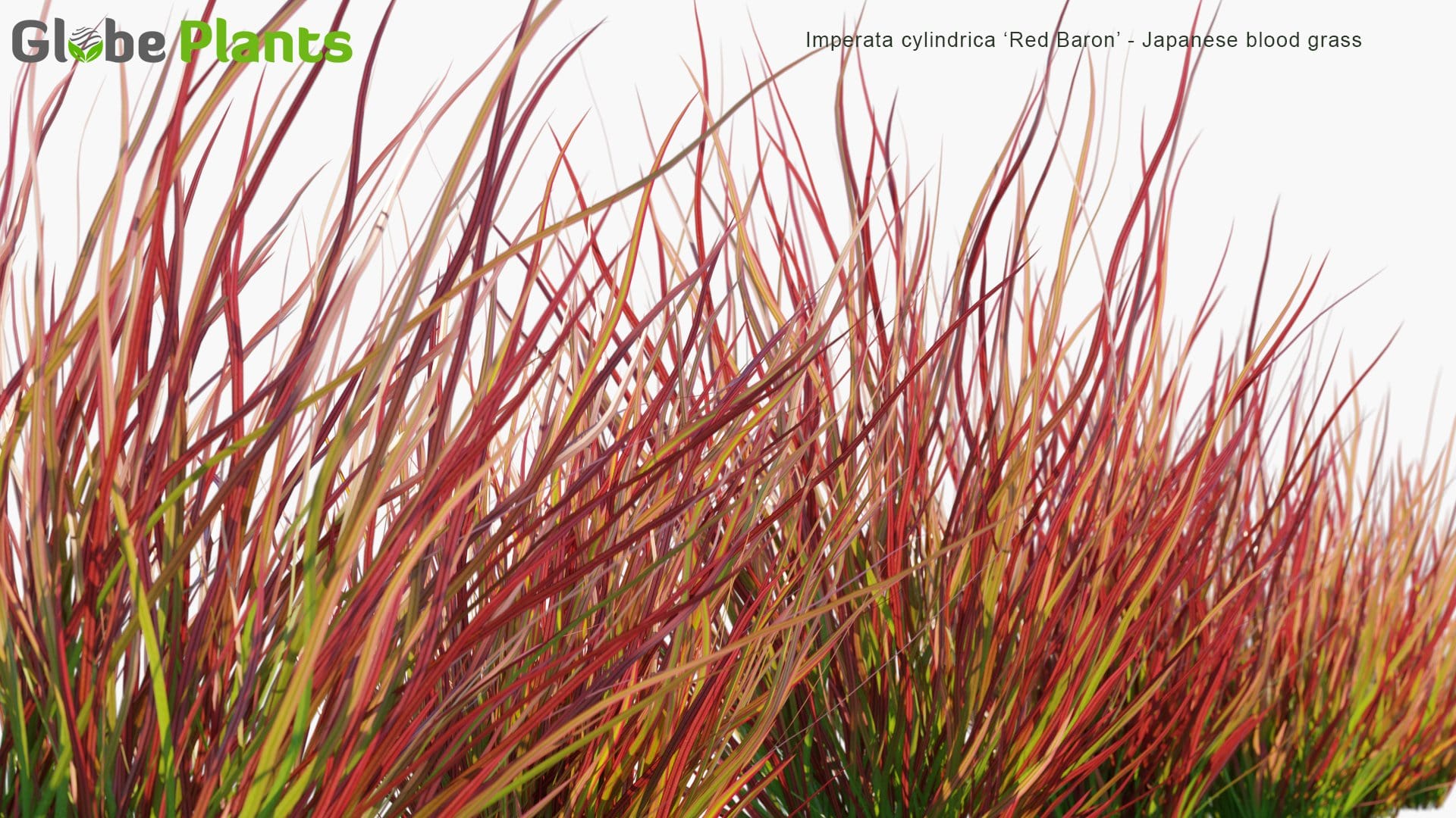 Imperata Cylindrica Red Baron - Japanese Blood Grass (3D Model)