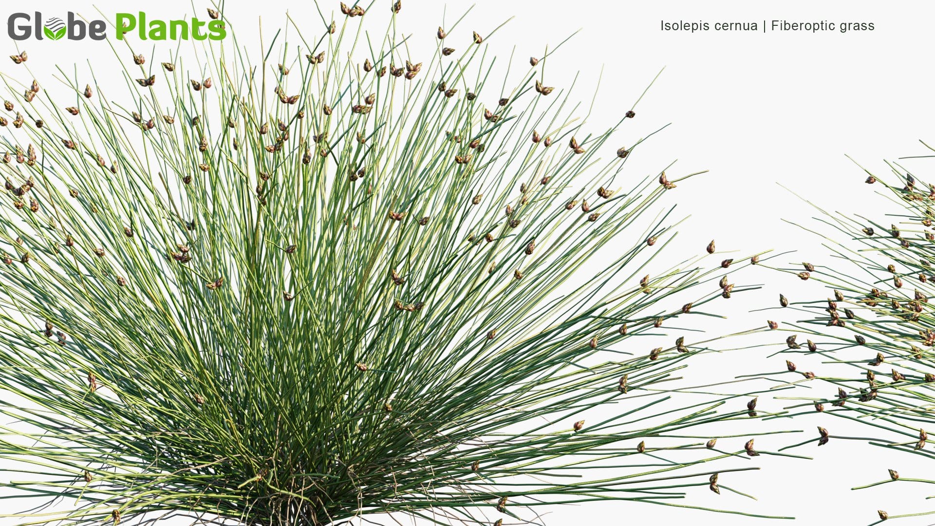 Isolepis Cernua - Fiberoptic Grass, Low Bulrush, Tufted Clubrush (3D Model)