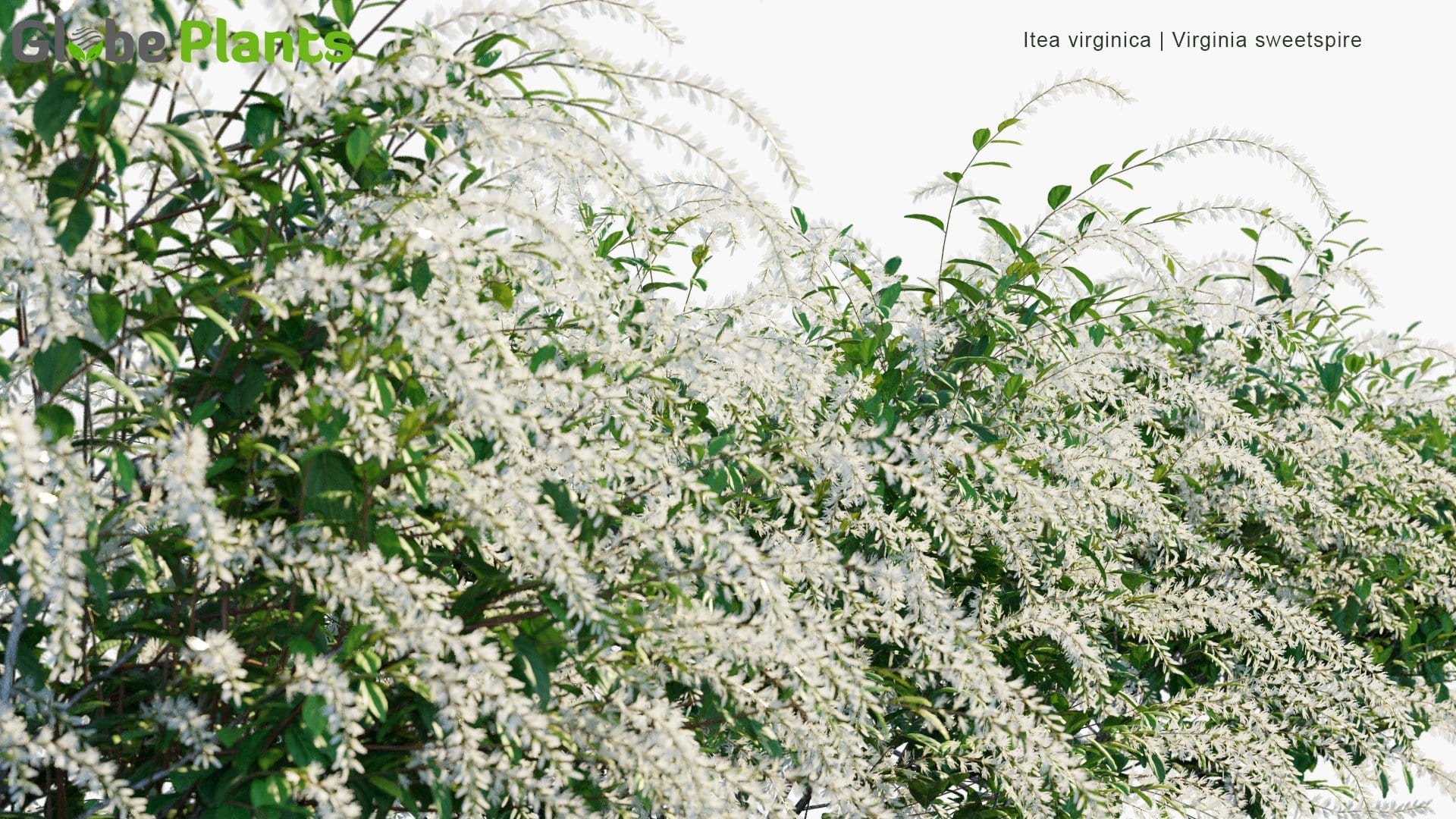Itea Virginica - Virginia Sweetspire, Virginia Willow (3D Model)