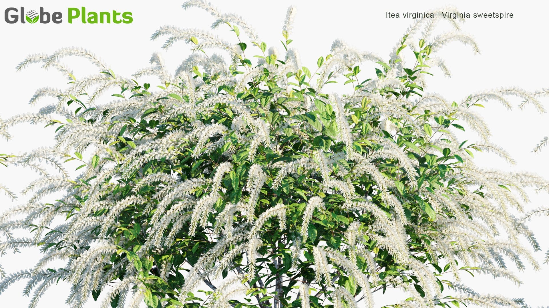 Itea Virginica - Virginia Sweetspire, Virginia Willow (3D Model)