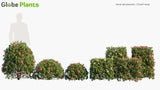 Load image into Gallery viewer, Ixora Taiwanensis - Dwarf Ixora, Flame Of The Woods, Jungle Flame | Hedge (3D Model)