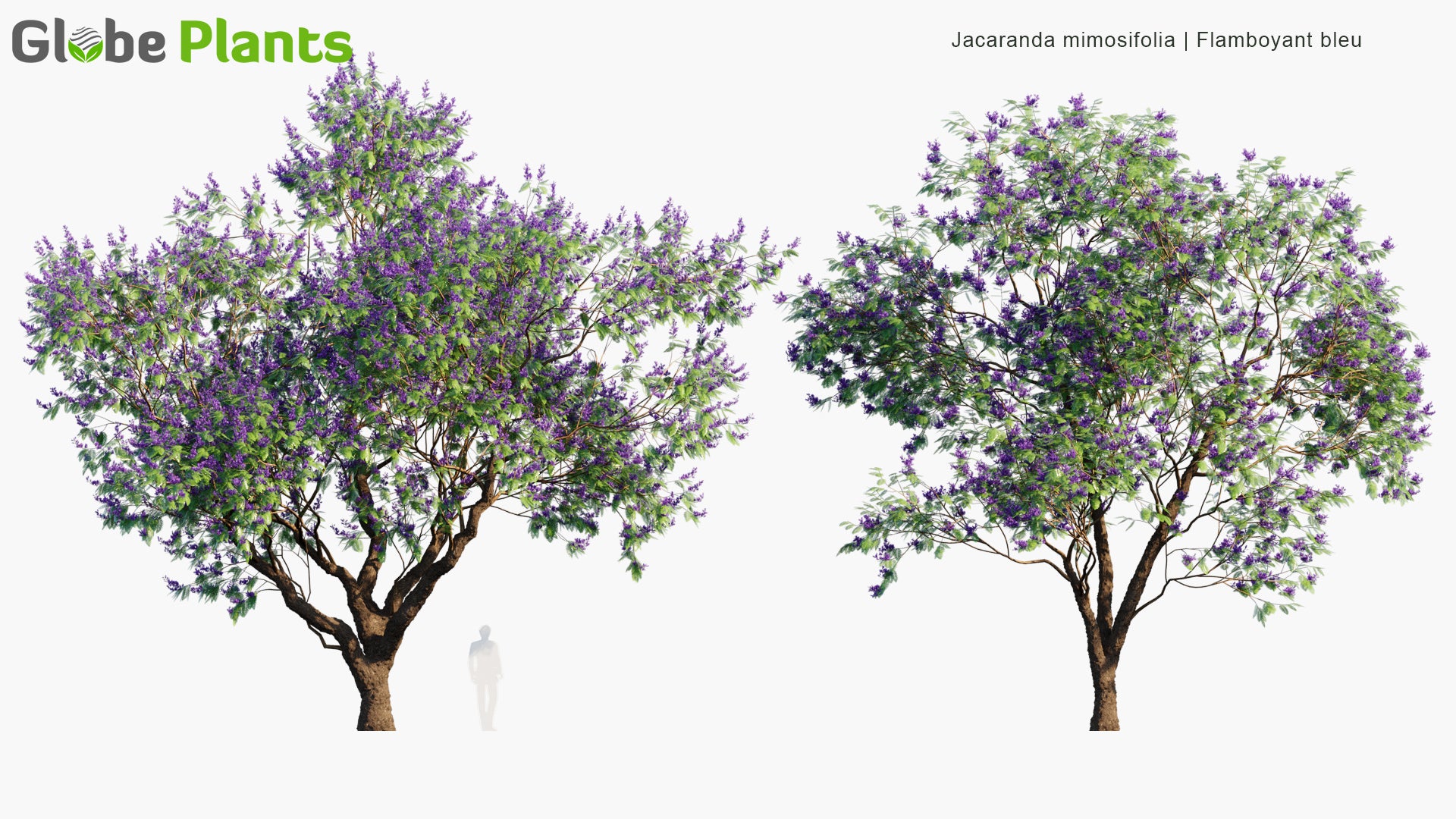 Jacaranda Mimosifolia 3D Model