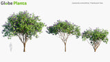 Load image into Gallery viewer, Jacaranda Mimosifolia - Flamboyant Bleu, Black Poui, The Fern Tree (3D Model)