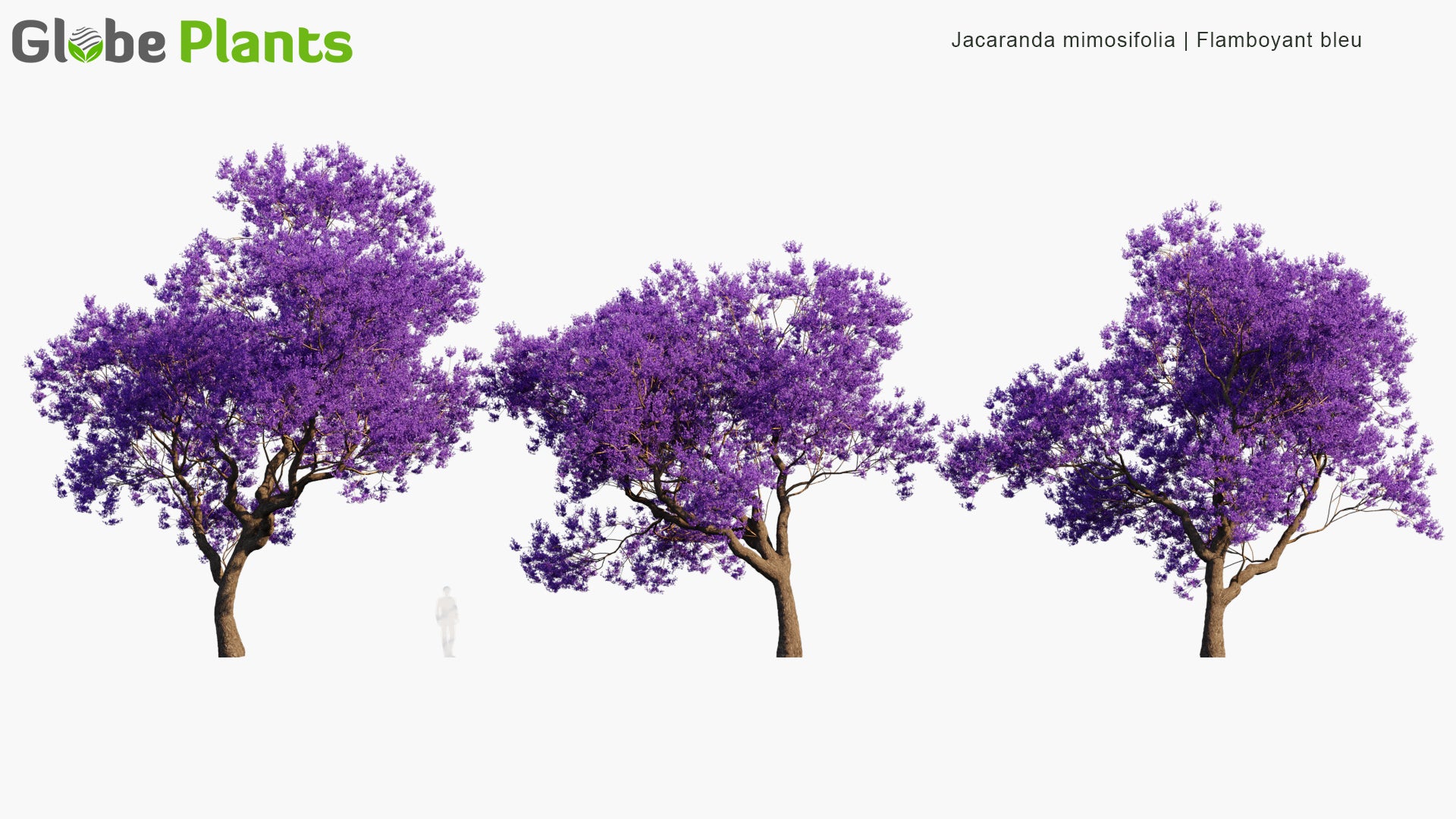 Jacaranda Mimosifolia 3D Model