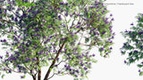 Load image into Gallery viewer, Jacaranda Mimosifolia - Flamboyant Bleu, Black Poui, The Fern Tree (3D Model)