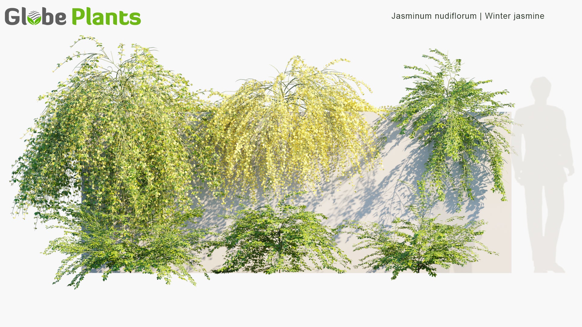 Jasminum Nudiflorum - Winter Jasmine (3D Model)