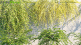 Load image into Gallery viewer, Jasminum Nudiflorum - Winter Jasmine (3D Model)