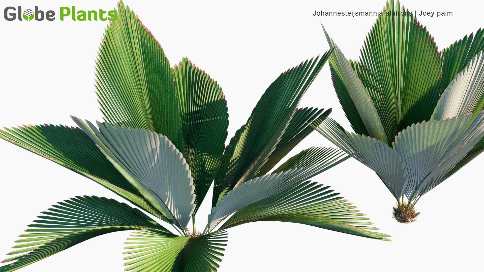 Johannesteijsmannia Altifrons - Joey Palm (3D Model)
