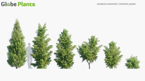 Juniperus Communis 