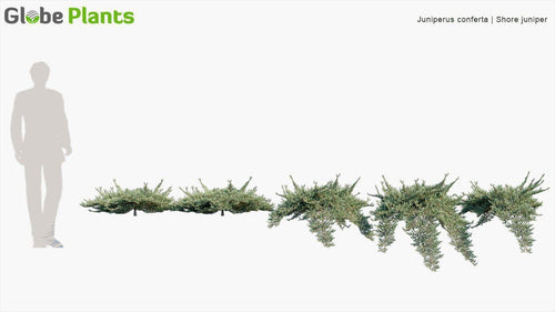 Juniperus Conferta 