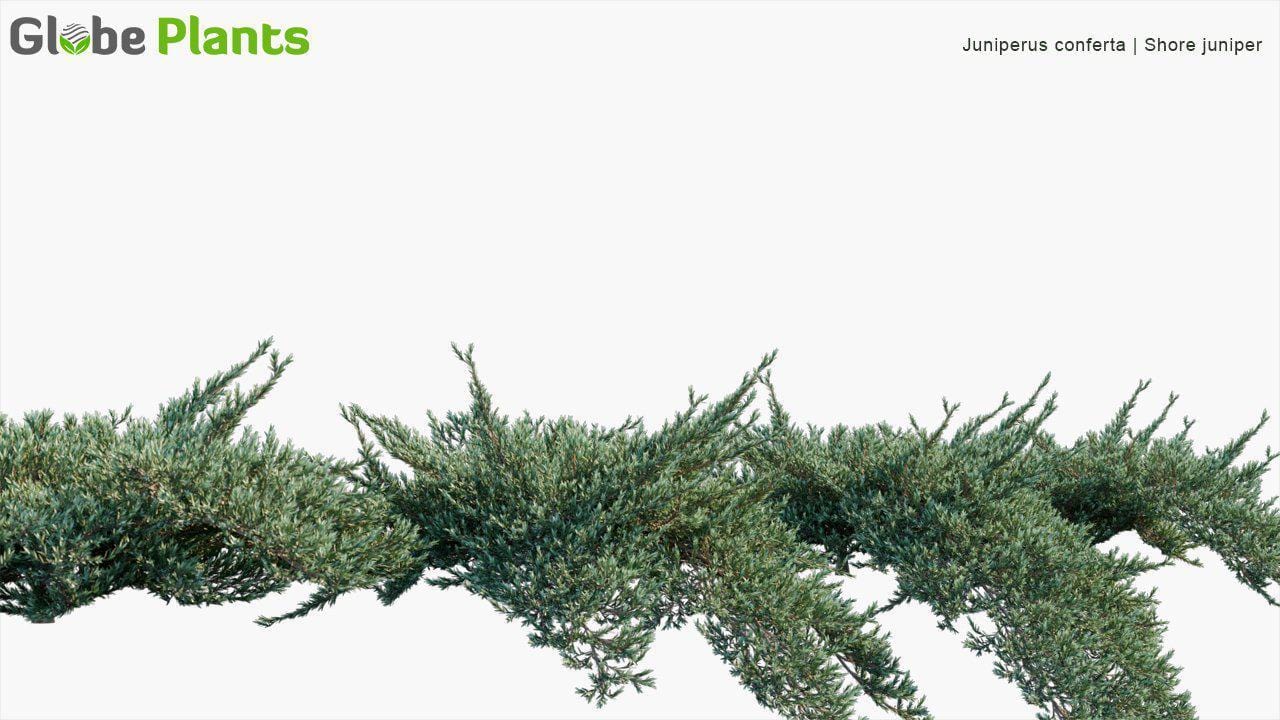 Juniperus Conferta - Shore Juniper (3D Model)